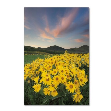 Alan Majchrowicz 'Methow Valley Wildflowers I' Canvas Art,16x24